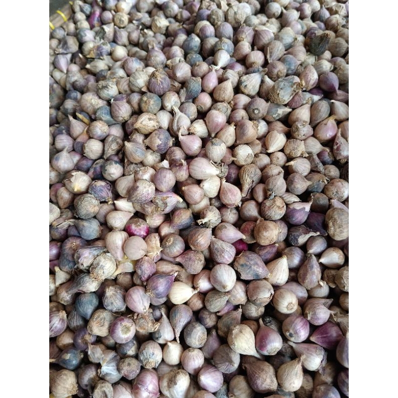 

Bawang putih tunggal 1kg kecil