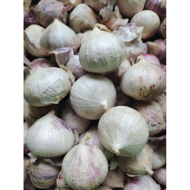 Bawang Putih tunggal / Bawang Lanang size besar bawang putih tunggal Import kualitas super