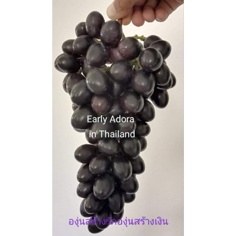 Bibit Anggur Import EARLY ADORA