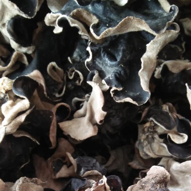

Silahkan Belanja Jamur Kuping Kering 1 Gram Kualitas Super Grade A