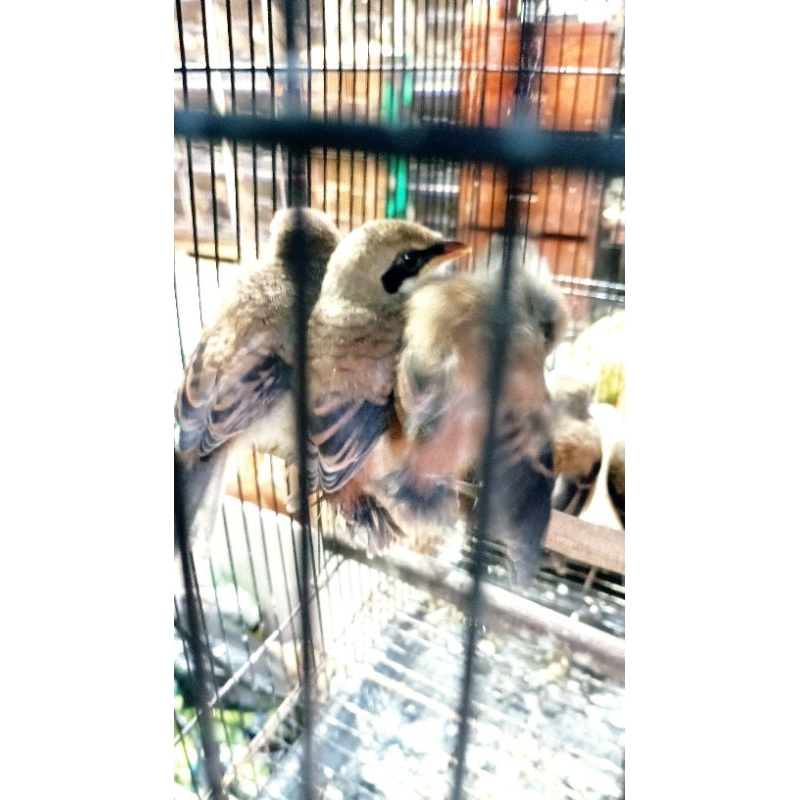 pentet anak/pentet lolohan mewah jawa timur