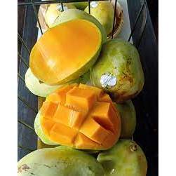 BIBIT TANAMAN BUAH MANGGA INDRAMAYU / MANGGA CENGKIR OKULASI SUPER UNGGULAN BISA LANGSUNG DI TANAM U