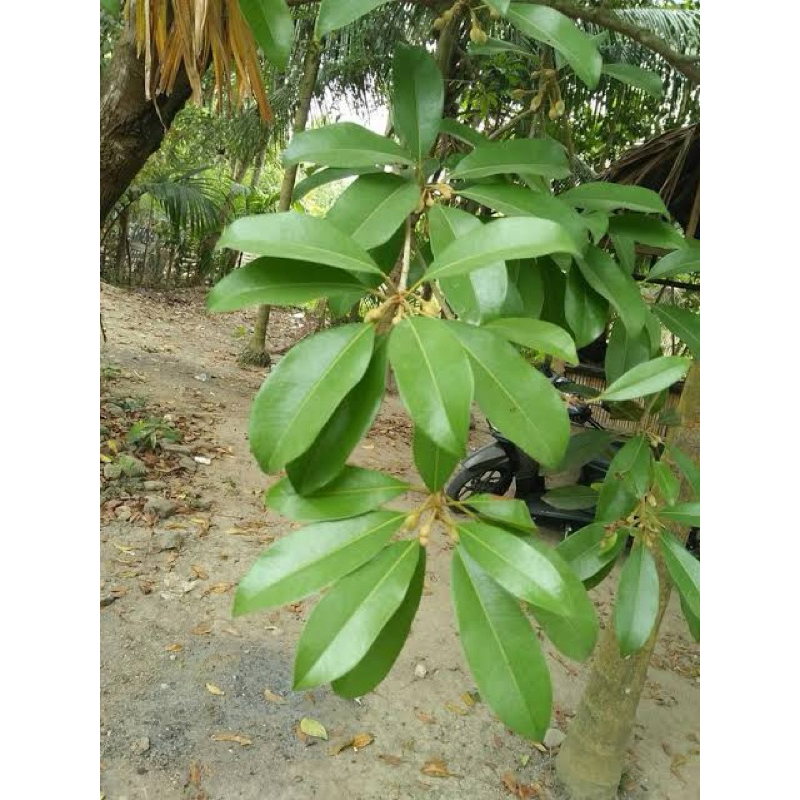 

DAUN SAWO ORGANIK SEGAR 100 gram