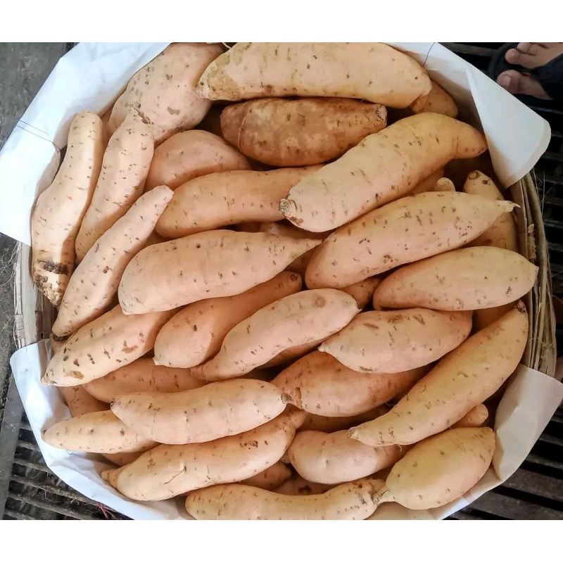 

Grosir ubi madu 100 Kg sudah dicuci bersih siap untuk dioven