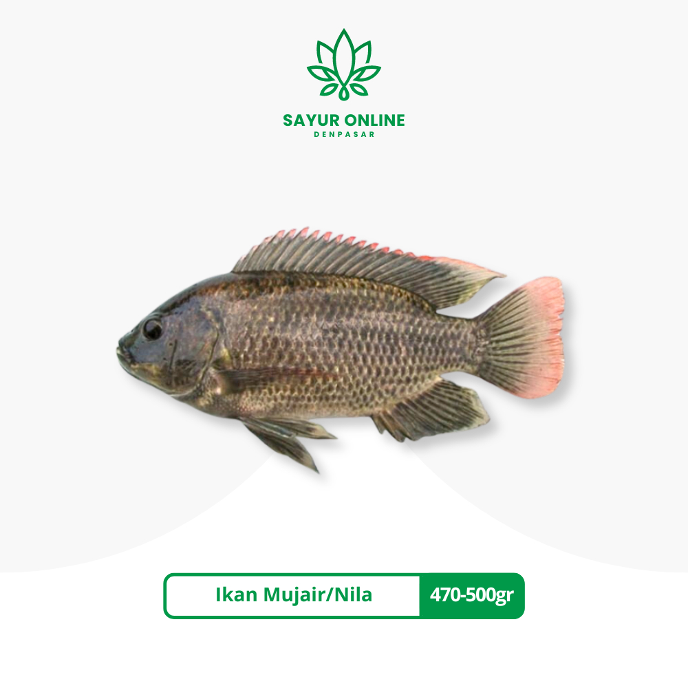 

Ikan Mujair/Nila Sudah Dibersihkan Fresh Frozen 470-500gr - Sayur Online Denpasar
