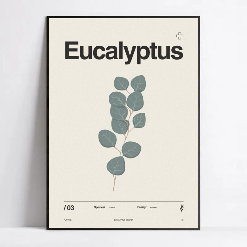 Eucalyptus Cinerea - Plantae Poster