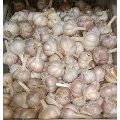 

Bawang putih Katting 1kg