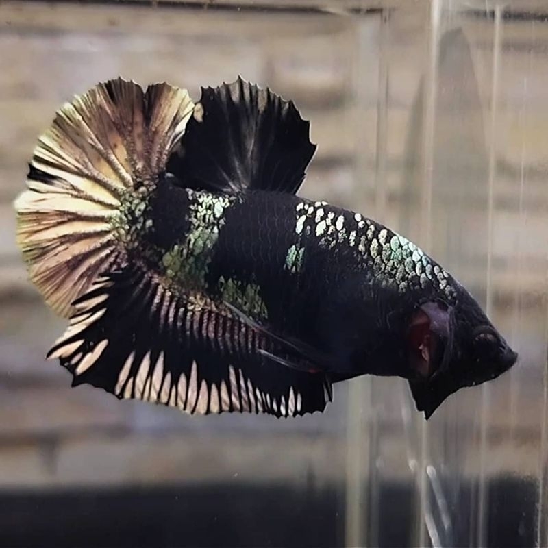 IKAN_HIAS_AVATAR_COOPER_GOLD