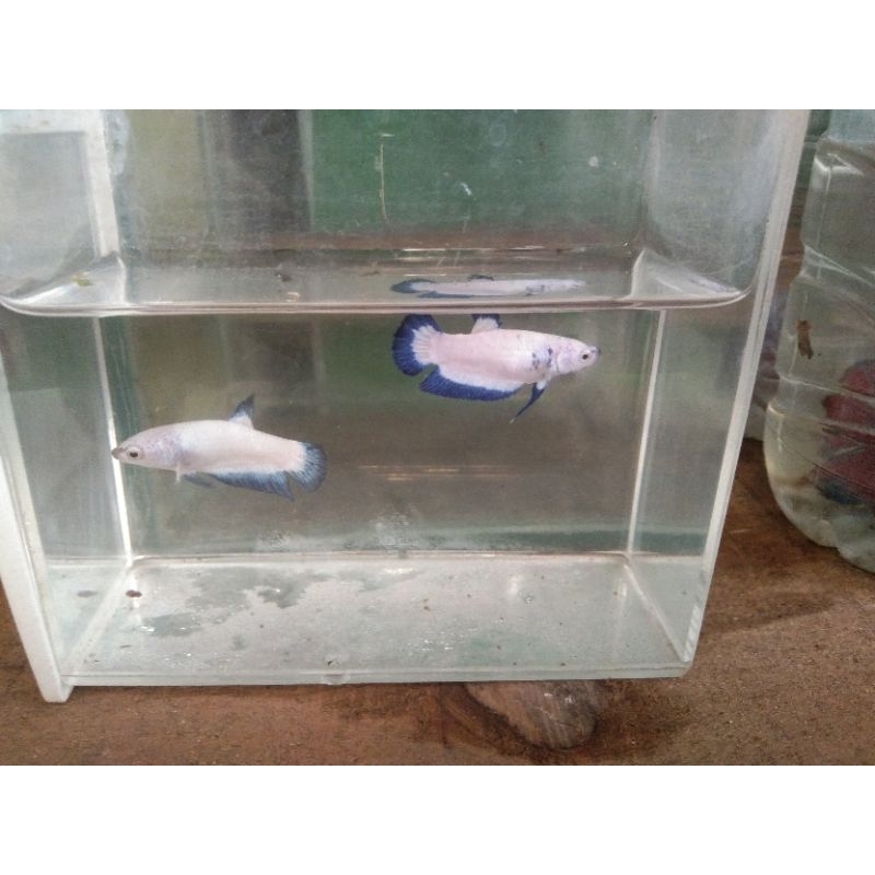 ct multi pk multi Giant hmpk