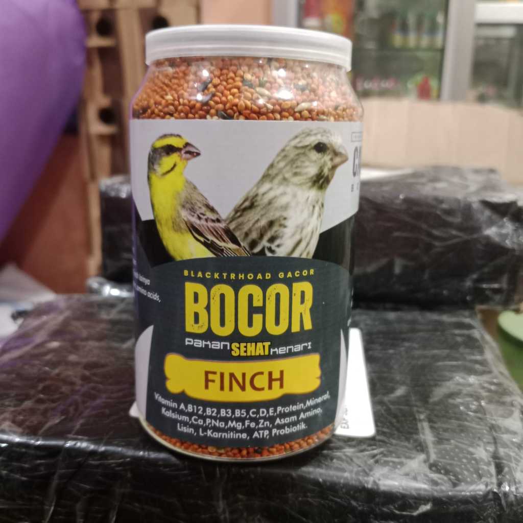 BOCOR CAROLL BLACKTROOTH SANGER MACET LANGSUNG GACOR