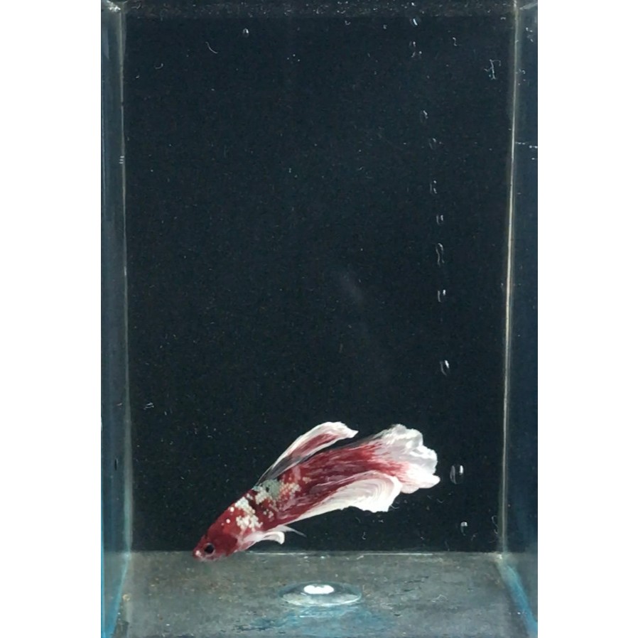 Ikan Cupang Halfmoon Red Koi Cooper / Ikan Hias Air Tawar / Ikan Aquascape