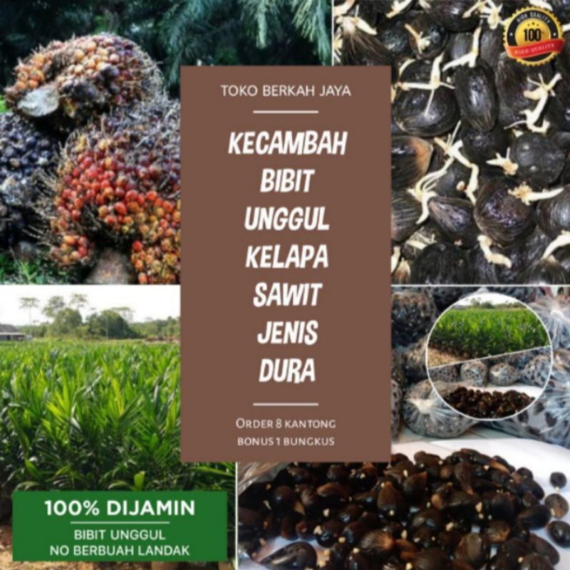 kecambah sawit dura super biji besar, isi 250 biji