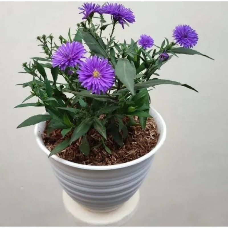tanaman bunga pikok per polybag/ pikok aster berbunga