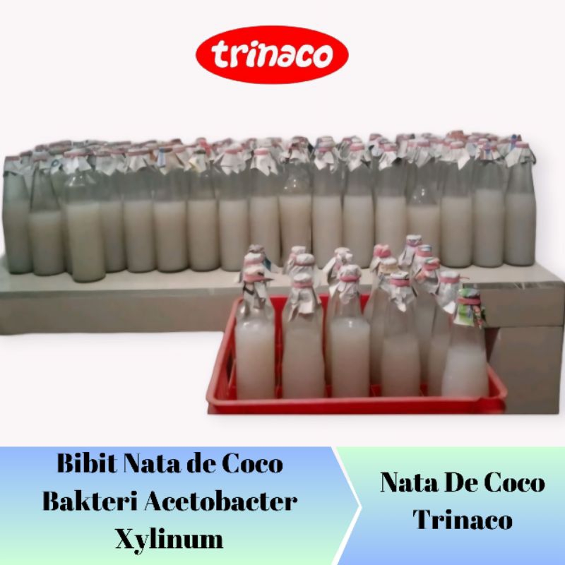 Starter Bibit Nata de Coco || Bakteri Acetobacter Xylinum