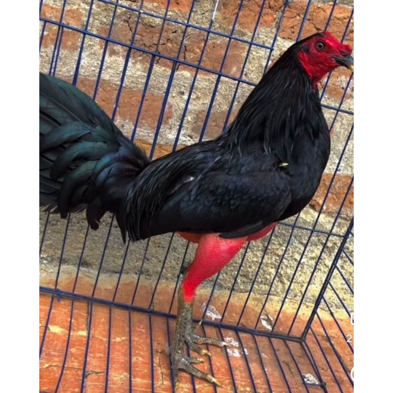 

telur ayam fertil bostom paket 4 butir