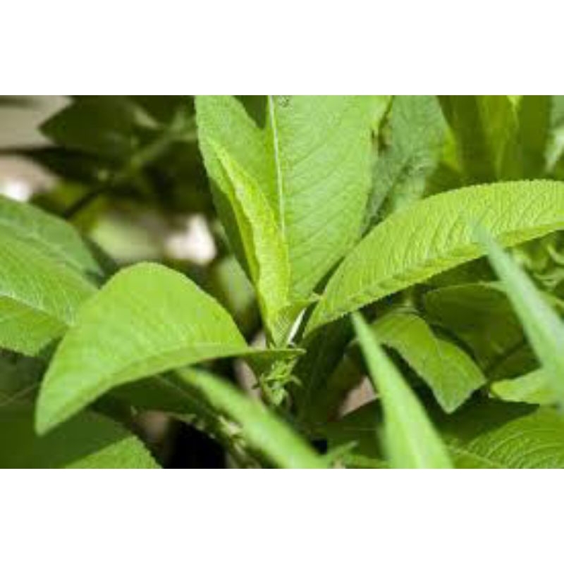 

daun sembung segar 500 grm