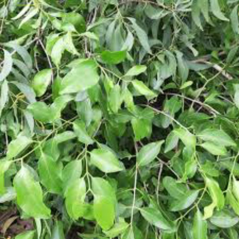 

daun benalu randu segar 500grm