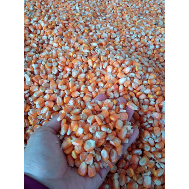 

Jagung pipil hibrida
