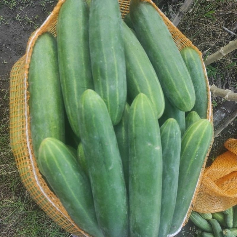 

Timun fress super gread A (untuk 2kg)