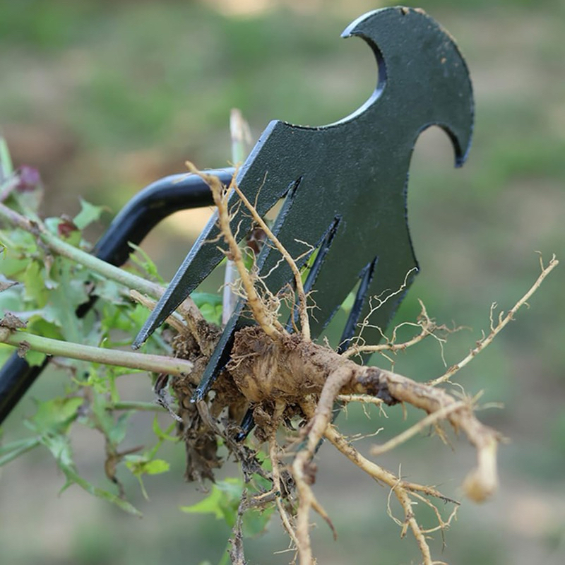 cangkul pencabut rumput halaman rumah