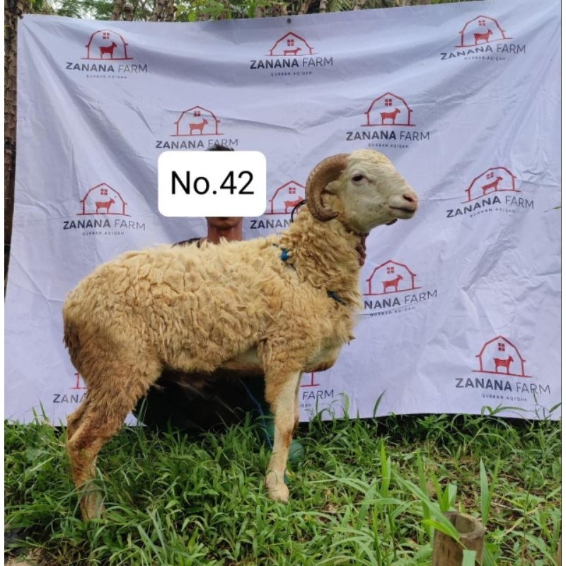 

Kambing Domba Qurban Aqiqah Terbaik Free Ongkir !