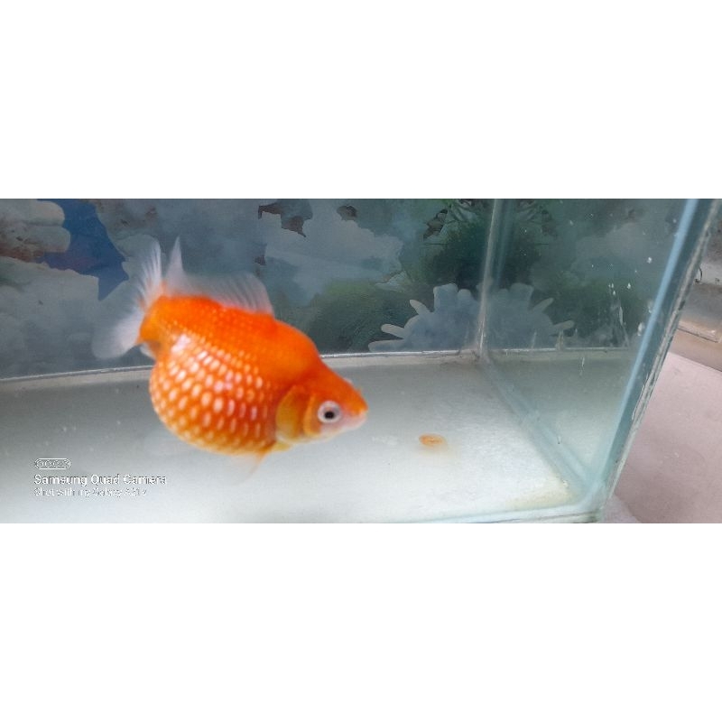 ikan koki mutiara