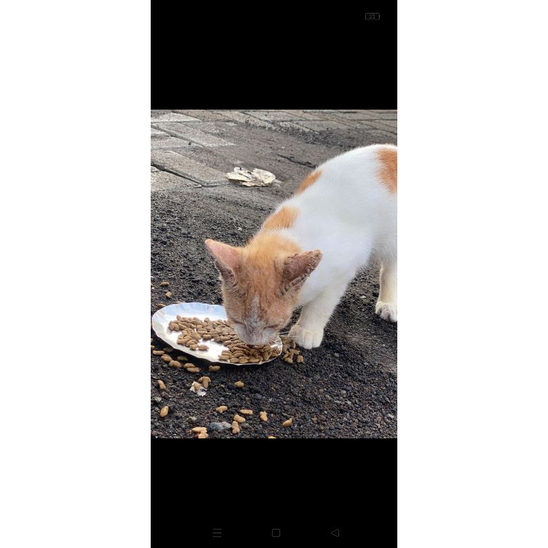 Bantuan makanan kucing