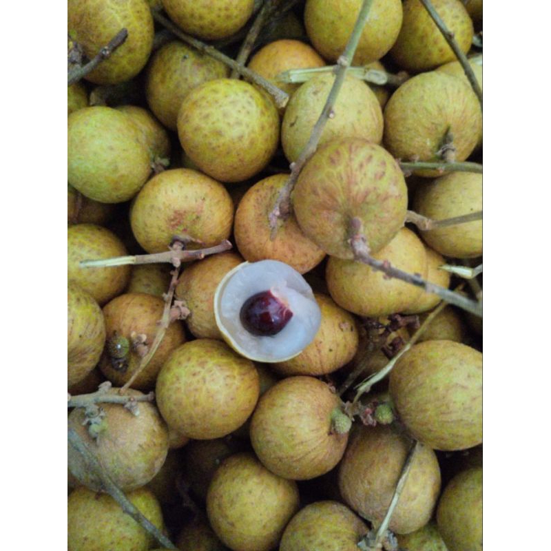

kelengkeng BIG PROMO ( 1 KG )