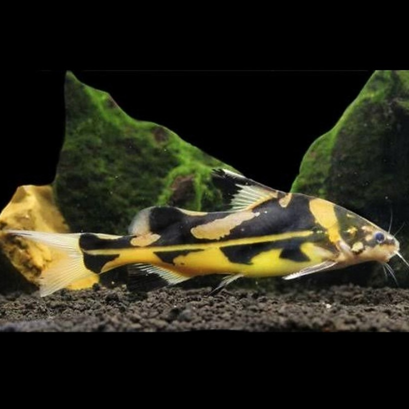 Ikan Hias Marble Lancer Catfish / Harlequin Marble Lancer Catfish