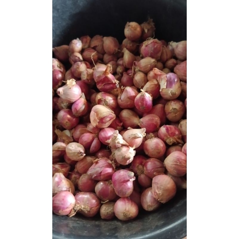

bawang merah lokal