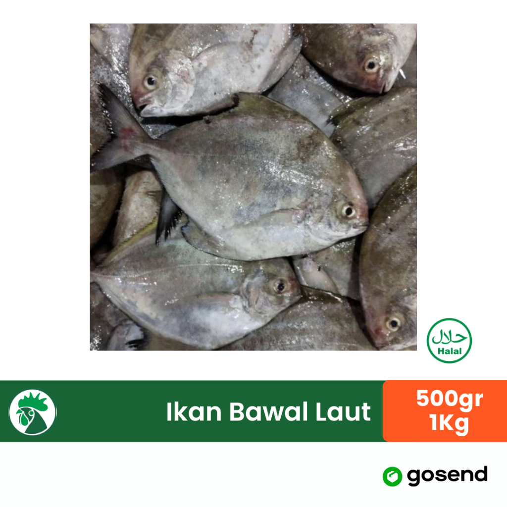 

Ikan Bawal Laut Bersih Fresh Frozen | Ikan Bawal Ukuran Sedang