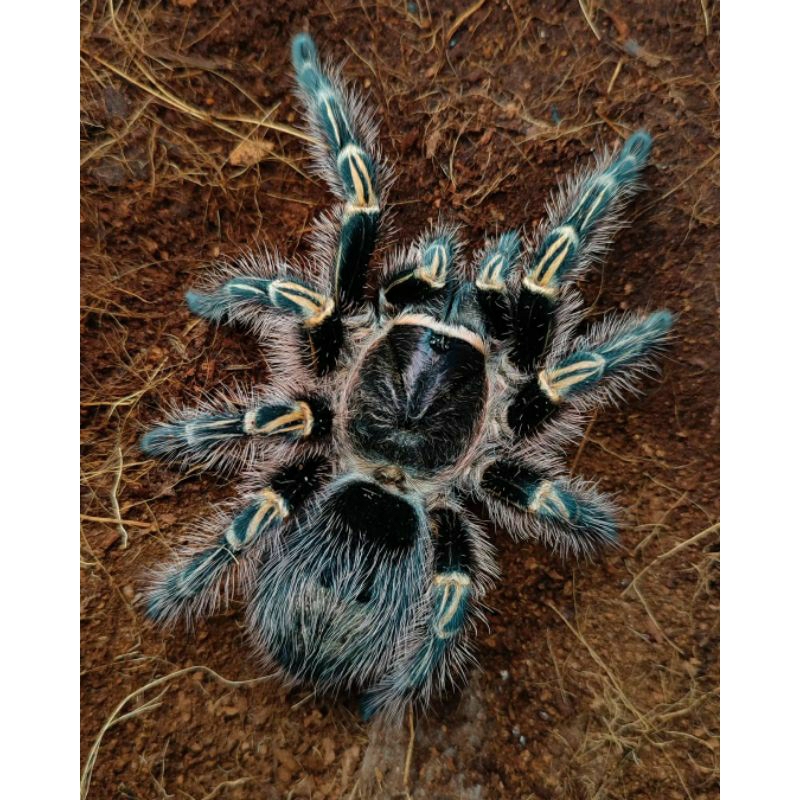grammostola pulchripes gramostola pulchripes 13 cm tarantula mainan tarantula tarantula pemula