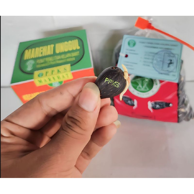 Eceran 5000/butir Benih Bibit kecambah sawit MAREHAT Dumpy asli Original