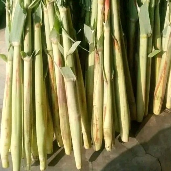 

telur tebu 1 ikat,terubuk sayur segar baru petik
