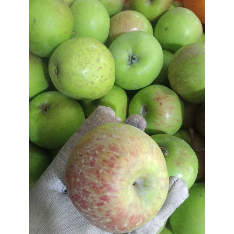 

Apel Malang | Buah Apel malang | apel malang dibandung | Apel malang 500 gram