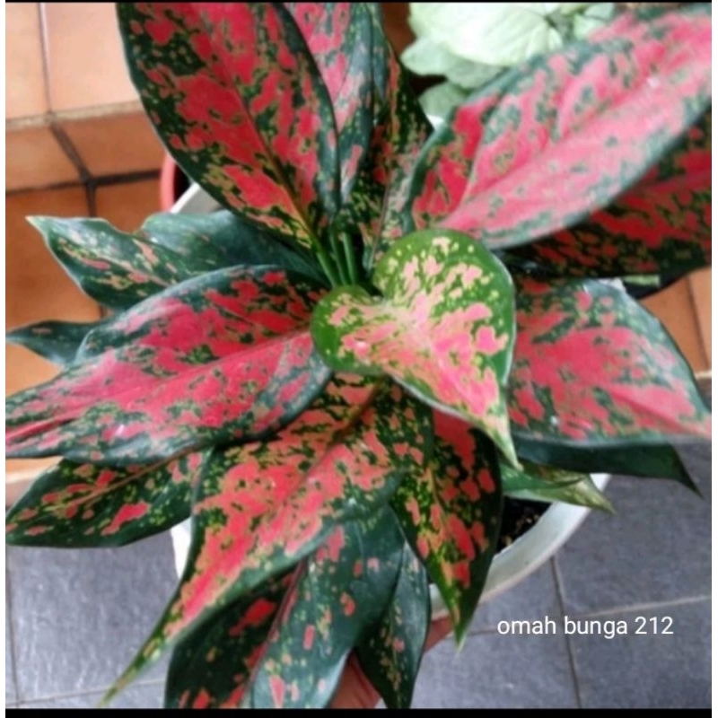 Aglonema ruby garuda dewasa