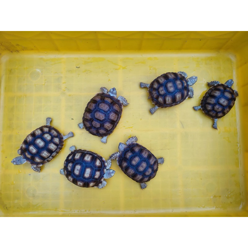 Toys Accessories Hobi Pet Pelihara KuraSulcata Sulkata Head.Albino 8 9,5 12 cm Hobby Mainan