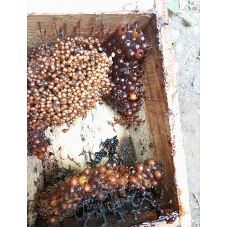 KODE R66L bibit klanceng leavicep levilanceng teuwul teuweul kele kele lebahMadu trigona