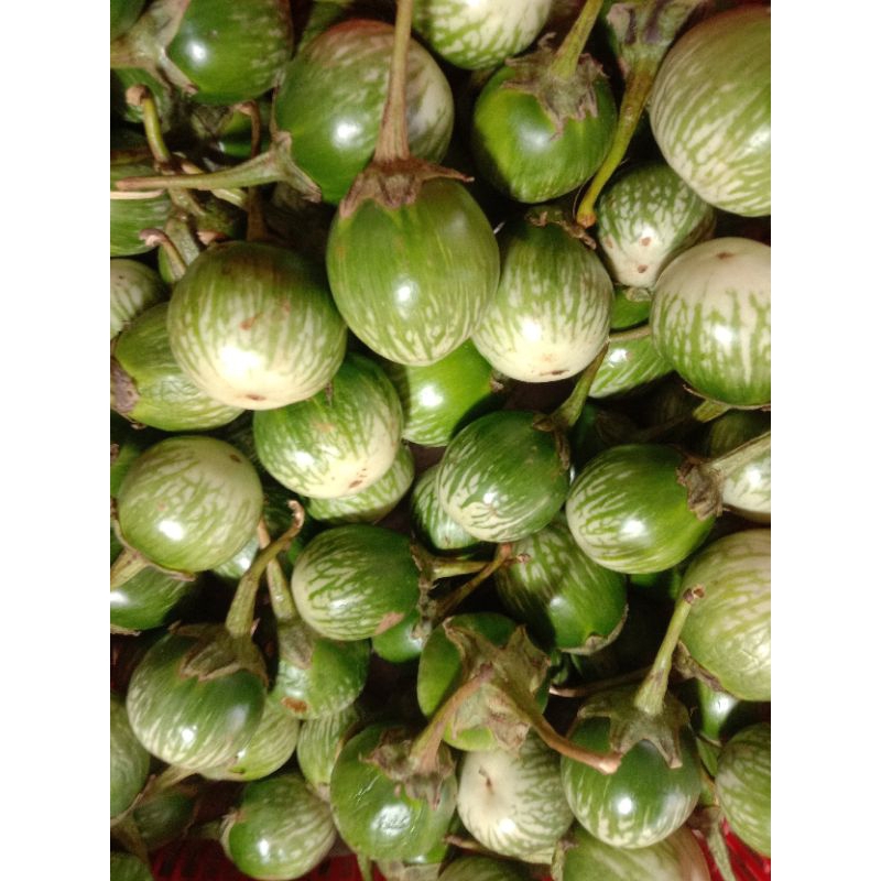 

Terong Lalaban Terong Bulat Manis Segar 250gr isi 4 atau 5