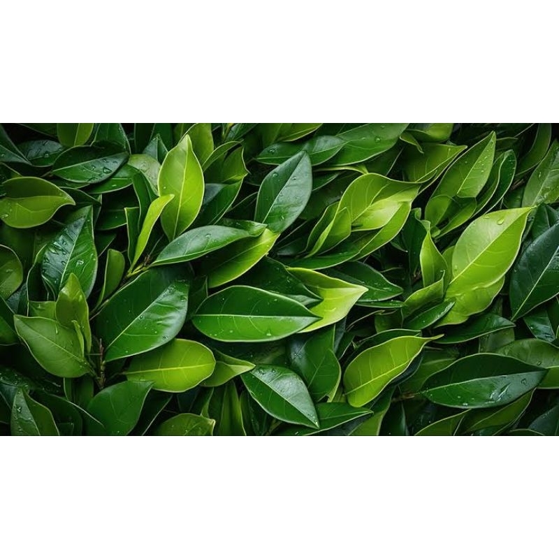 

Daun salam Segar bersih 100gr 200gr 500gr