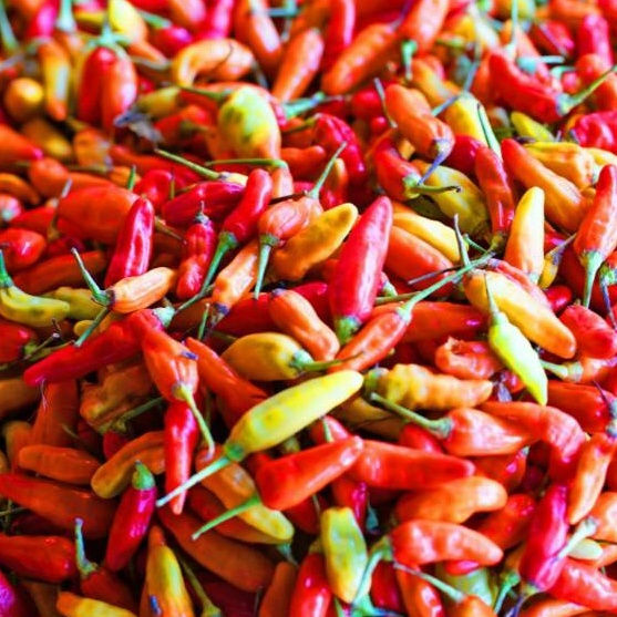 

COD NEWPRODUCT Cabe Cabai Rawit Merah 5 gr
