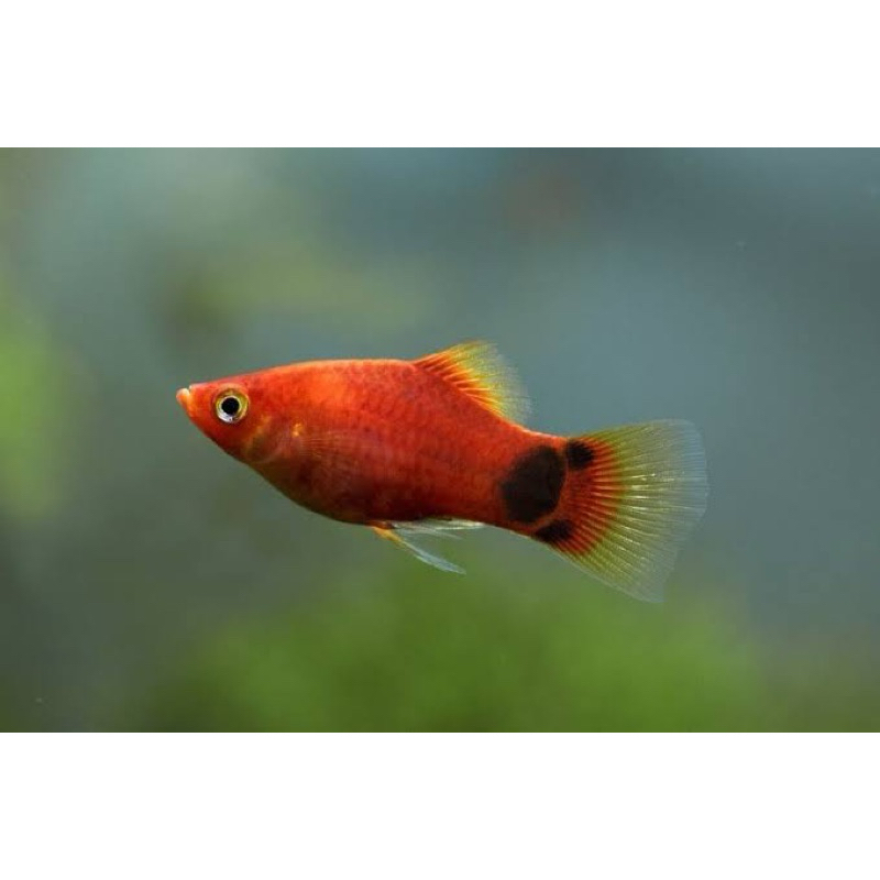 

Gambo platy koral