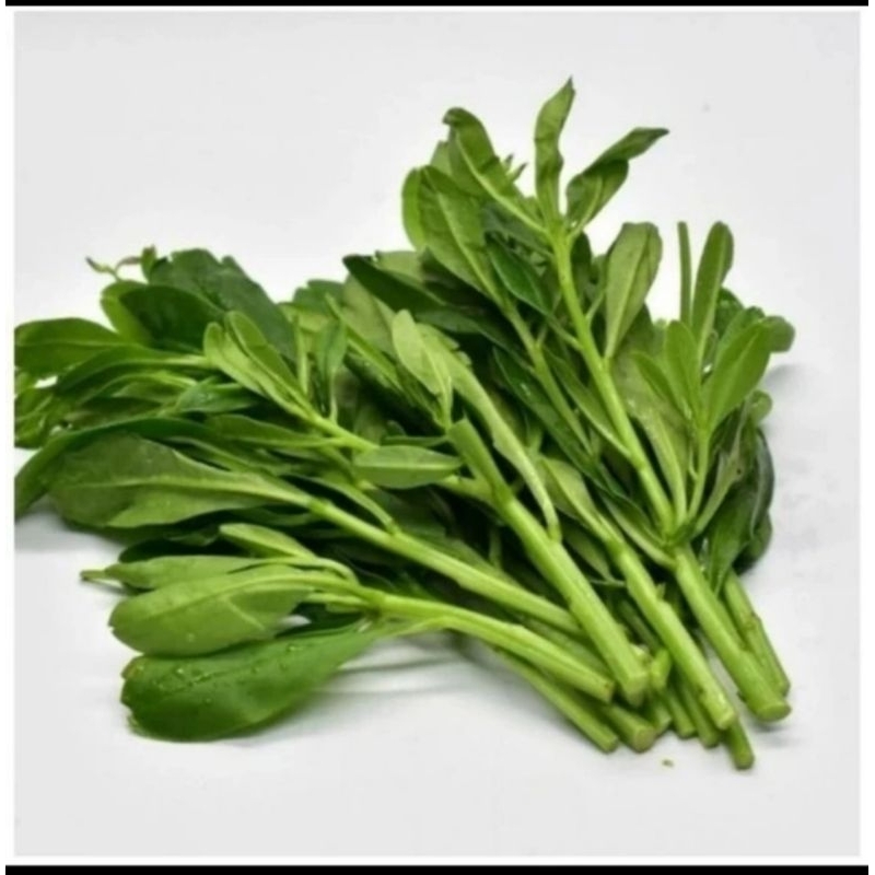 

Daun Ginseng Jawa Fresh