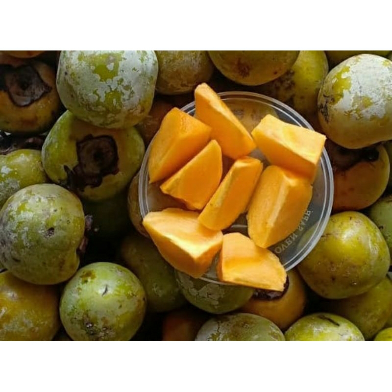 

BUAH KESEMEK/BUAH KESEMEK BEDAK/KESEMEK GENIT