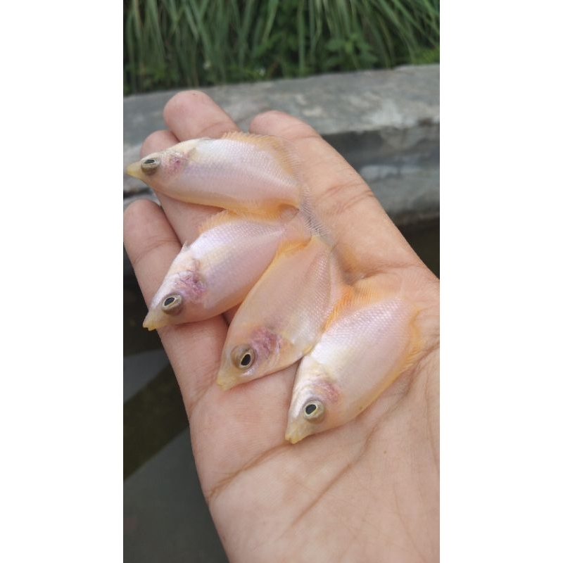 Bibit Gurame Albino Padang Isi 12 Ekor