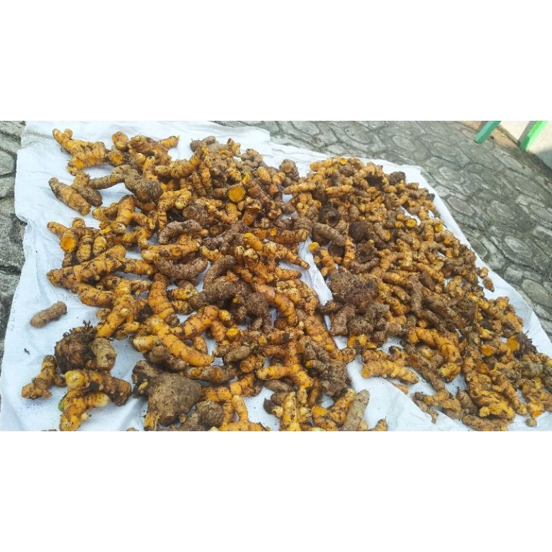 

Biang Temulawak Kualitas Super Fresh 1kg Empu Temu Lawak Rempah