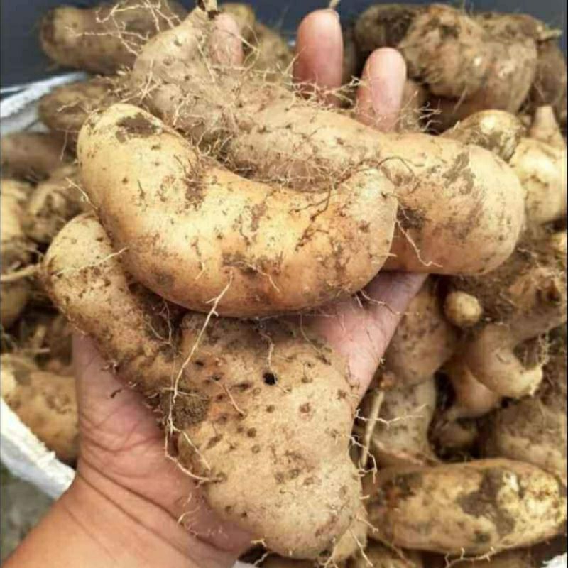 

GEMBILI PULEN1KG ENAK MEMPUR