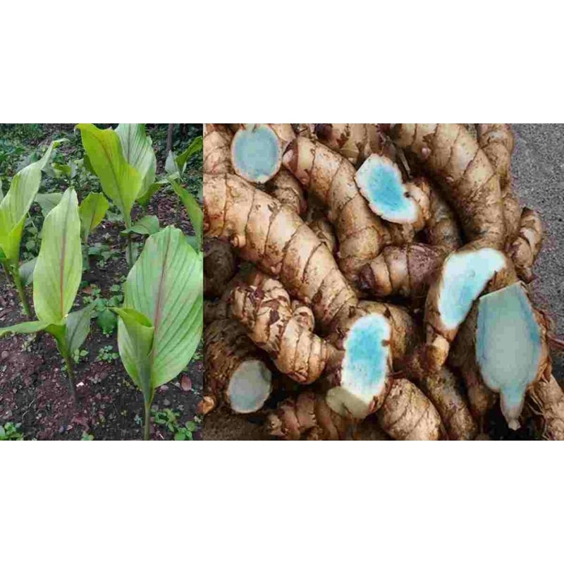 

temu lawak dan temu Ireng 1kg segar fress