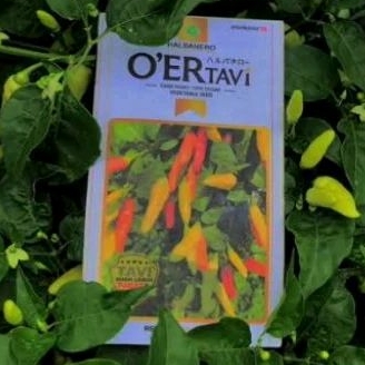 CABE RAWIT OER TAVI TAHAN VIRUS TERBARU DARI HALBANERO ORI,KALIBER,ROCKET