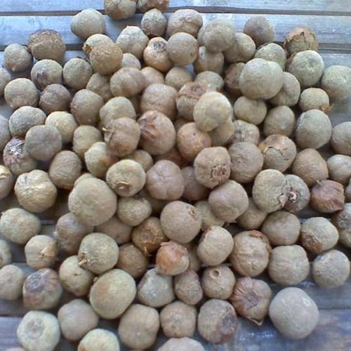 

( 500gr ) Biji Jati Emas ASLI Unggulan Termurah